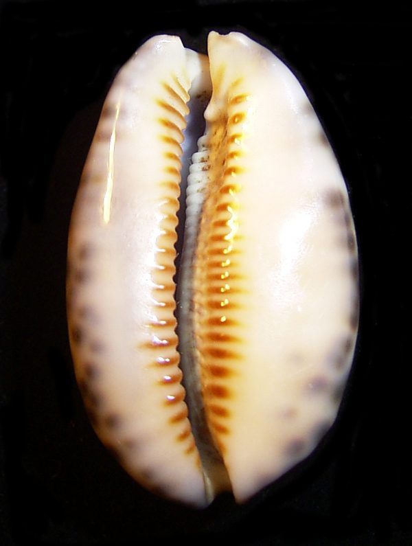 Cypraea onyx