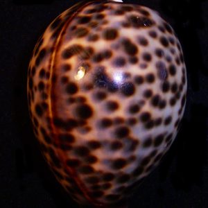 Cypraea tigris