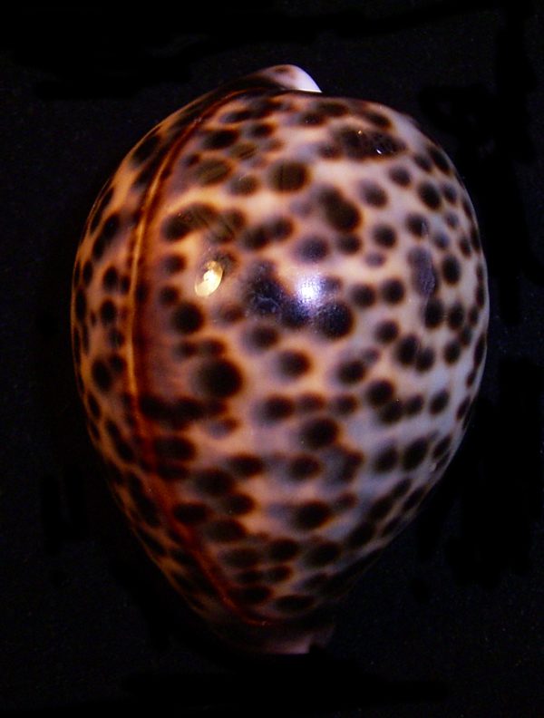 Cypraea tigris