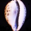 Cypraea tigris