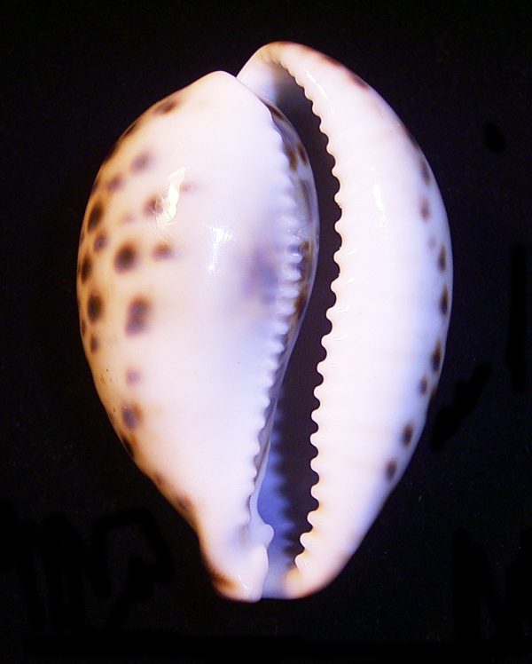 Cypraea tigris