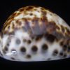 Cypraea tigris