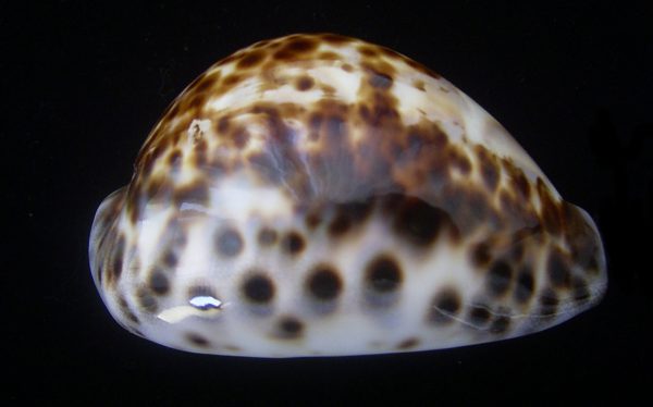 Cypraea tigris