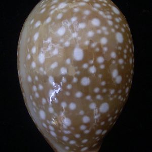 Cypraea vitellus