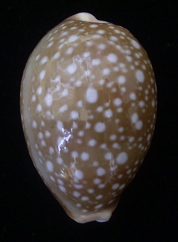 Cypraea vitellus