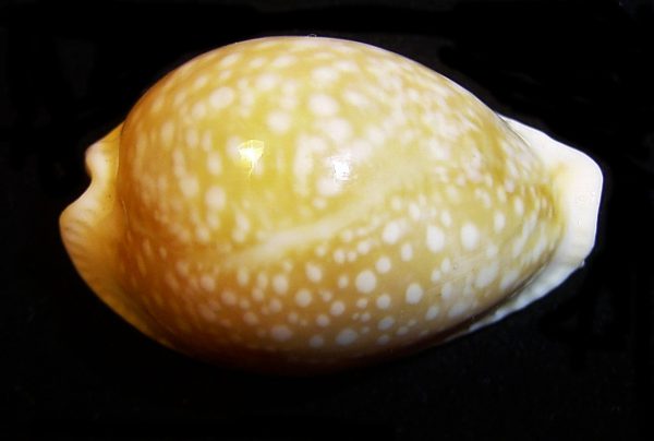 Cypraea vitellus