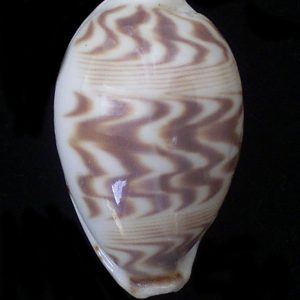 Cypraea ziczac