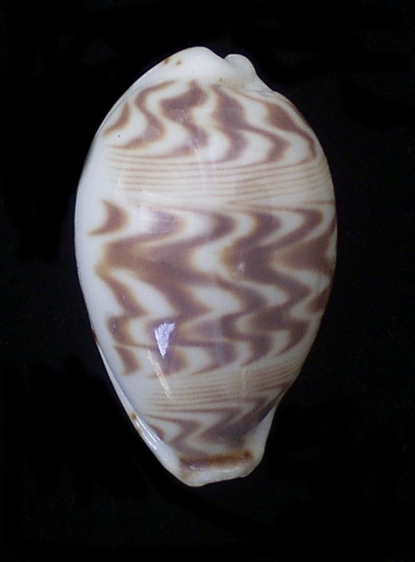 Cypraea ziczac