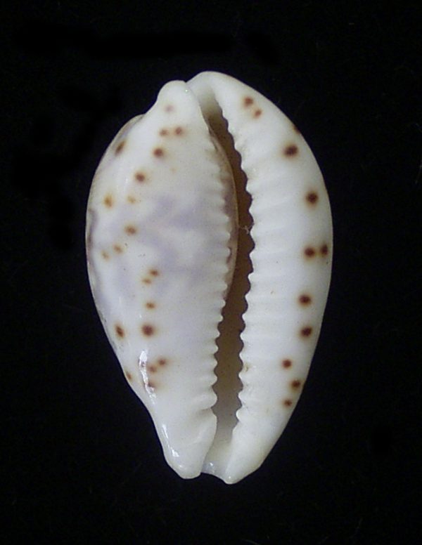 Cypraea ziczac