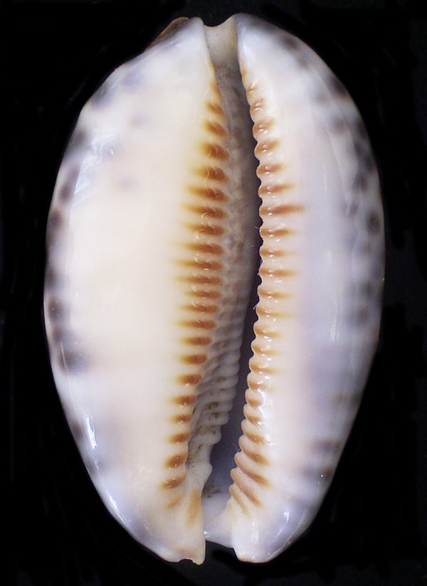 Cypraea eglantina