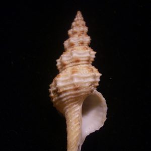 Fusinus pulchellus