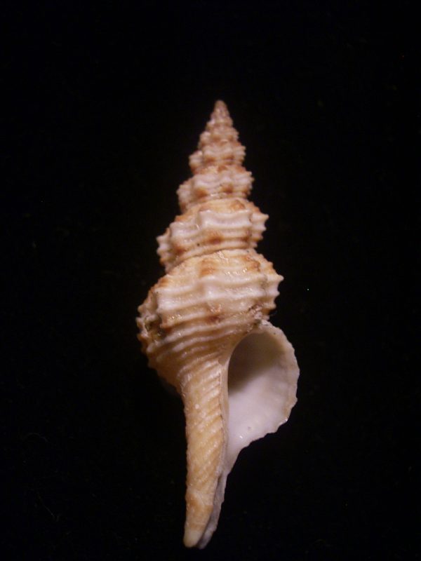 Fusinus pulchellus