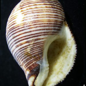 Latirogalena smaragdula