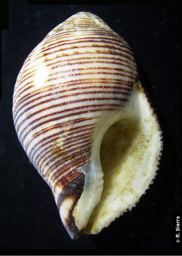 Latirogalena smaragdula