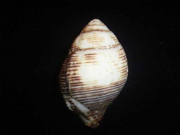 Latirogalena smaragdula