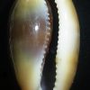 Luria lurida
