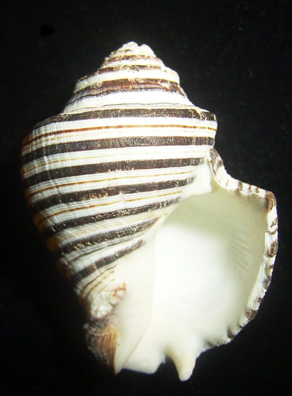 Opeatostoma pseudodon