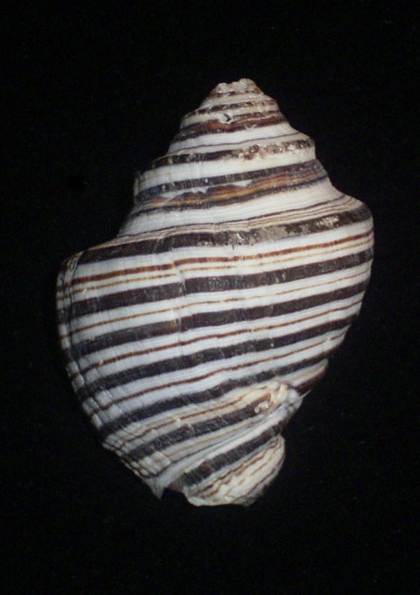 Opeatostoma pseudodon