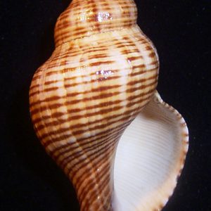 Pleuroploca filamentosa