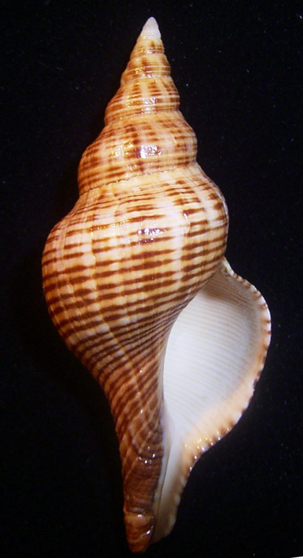 Pleuroploca filamentosa