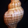 Pleuroploca filamentosa