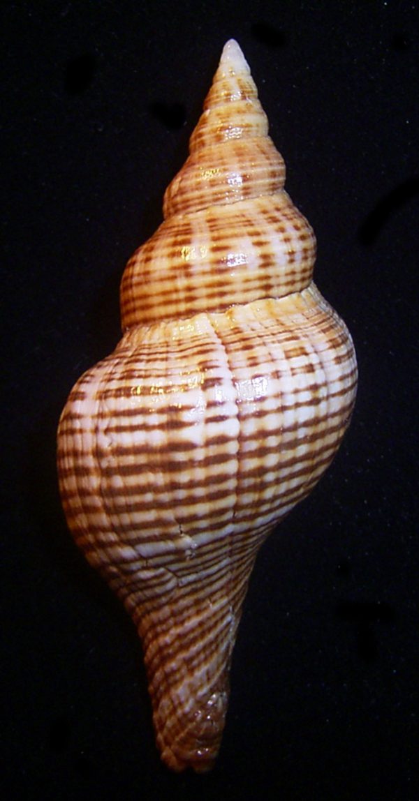 Pleuroploca filamentosa