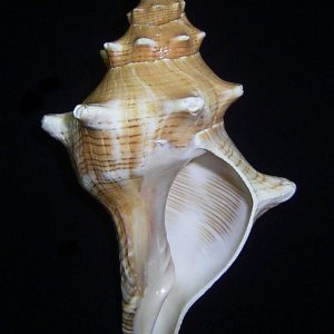 Pleuroploca trapezium