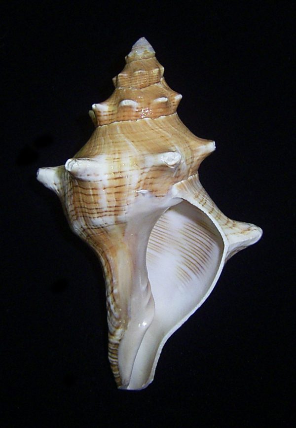 Pleuroploca trapezium