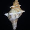 Pleuroploca trapezium