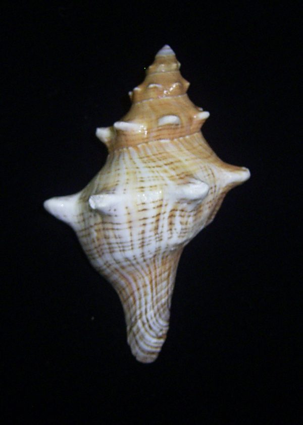 Pleuroploca trapezium