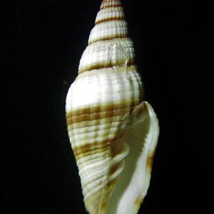 Vexillum rugosum