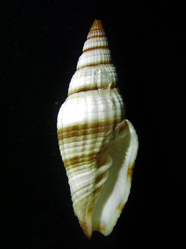 Vexillum rugosum