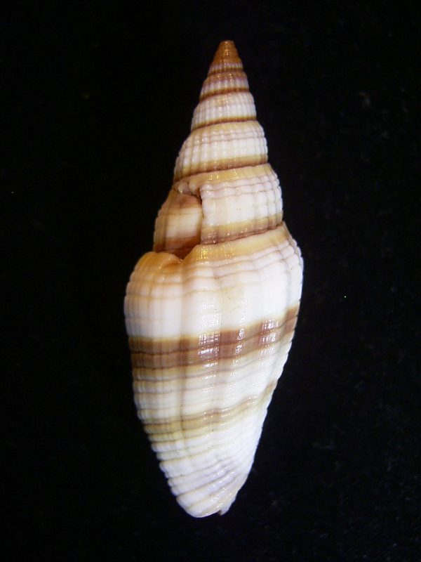 Vexillum rugosum