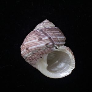 Euchelus quadricarinatus