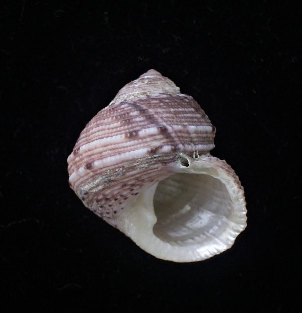 Euchelus quadricarinatus