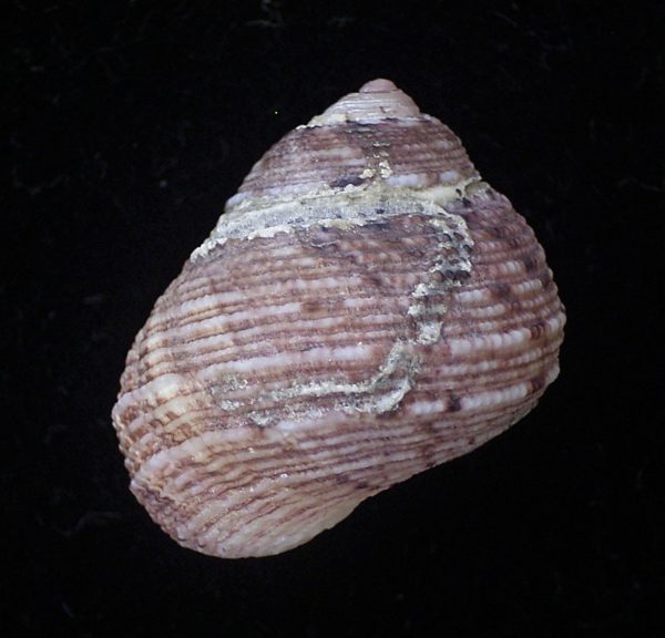 Euchelus quadricarinatus