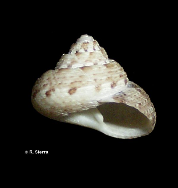 Gibbula magus gris