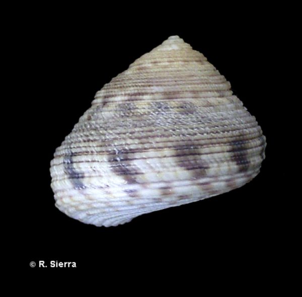 Gibbula philberti