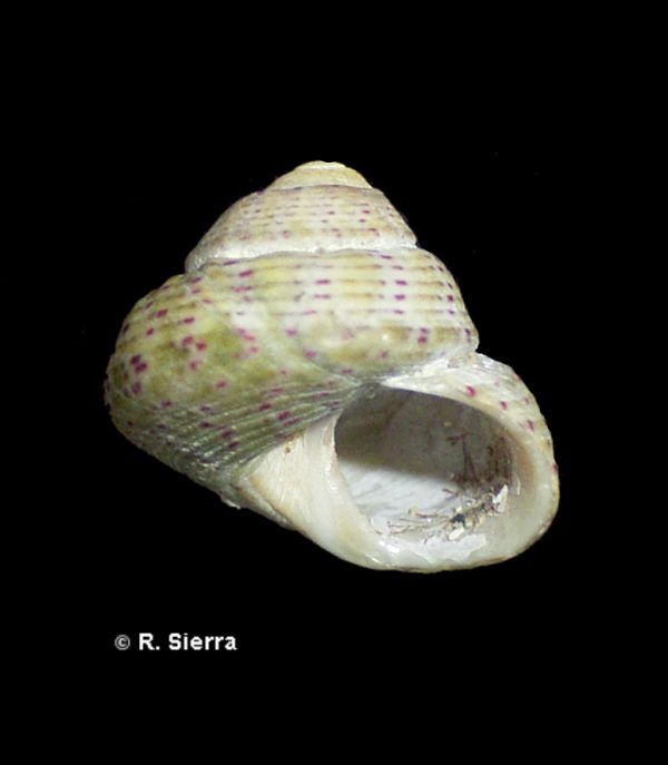 Gibbula rarilineata