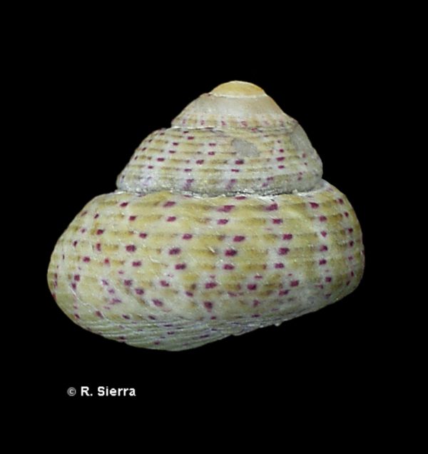 Gibbula rarilineata