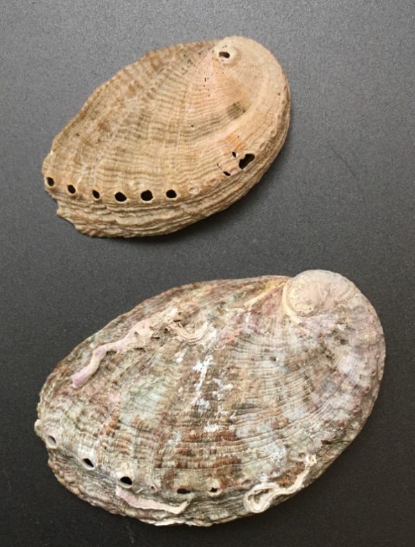 Haliotis tuberculata