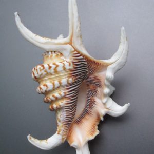 Lambis chiragra arthritica