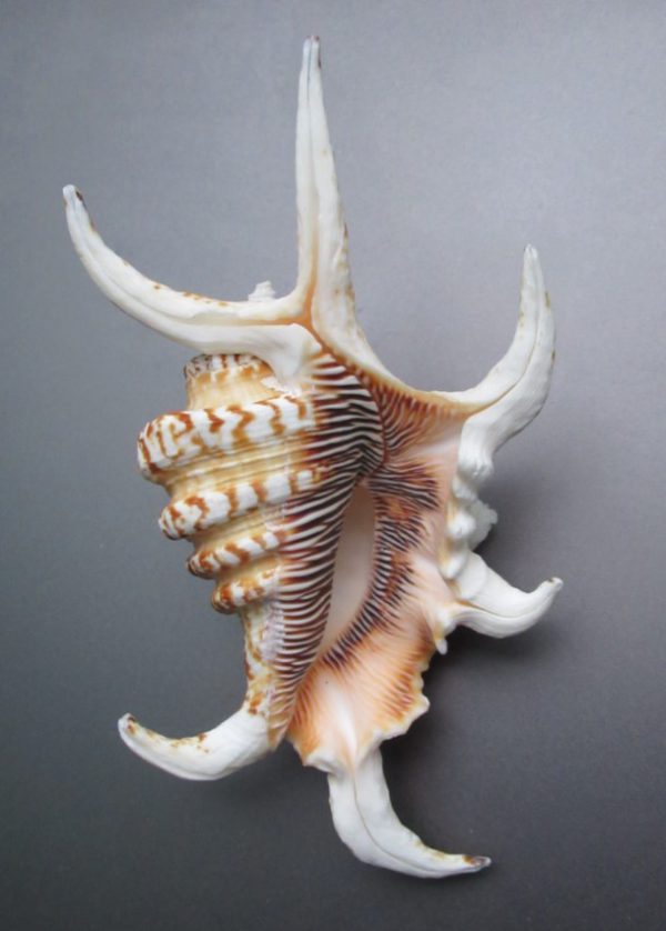 Lambis chiragra arthritica