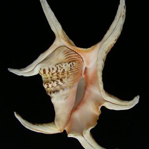 Lambis chiragra chiragra