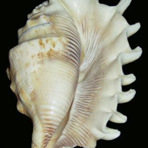 Lambis millepeda