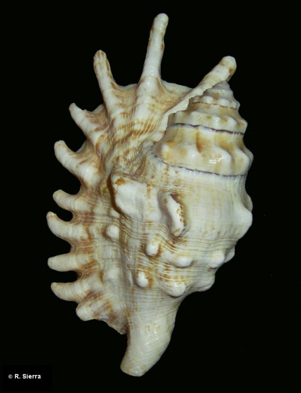 Lambis millepeda