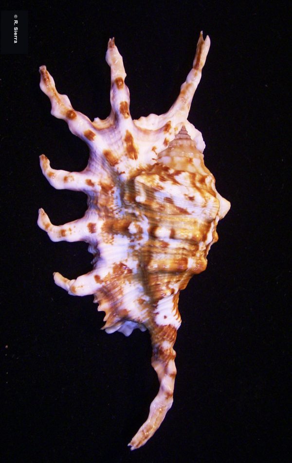 Lambis scorpius scorpius