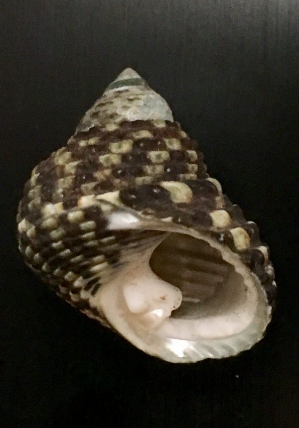 Monodonta labio