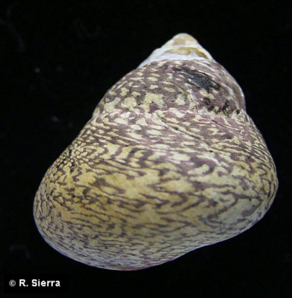 Monodonta lineata