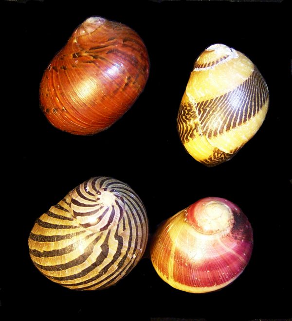 Neritina communis